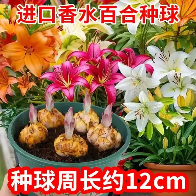 进口香水百合花种球 室内外庭院阳台花卉好养易活带根芽商品图