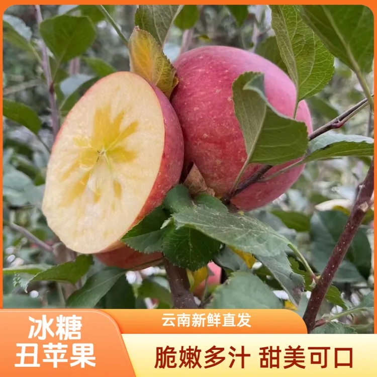 云南昭通冰糖心富士丑苹果现摘现发新鲜应季孕妇水果5斤包邮 