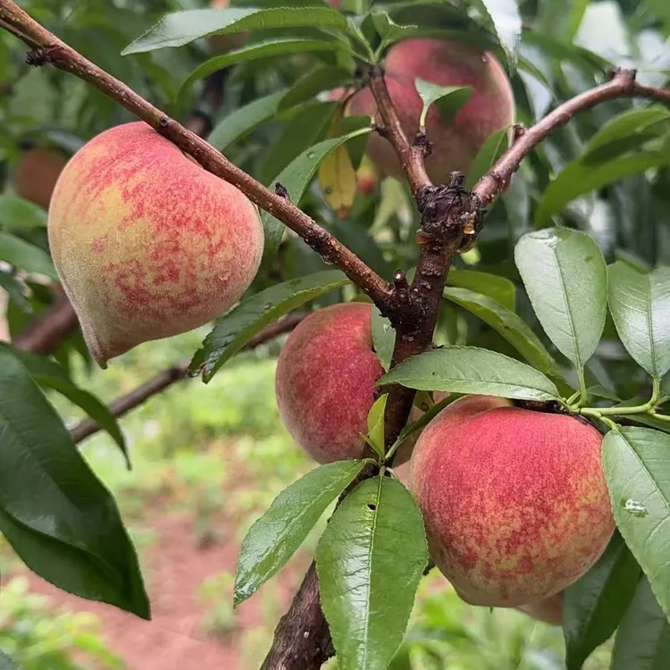 现摘现发红心桃当季脆甜桃子好吃毛桃新鲜