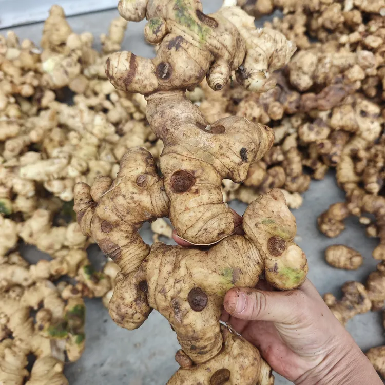 巴中助农山货老百姓深山采挖煲汤食材去根须带泥发货现挖现发