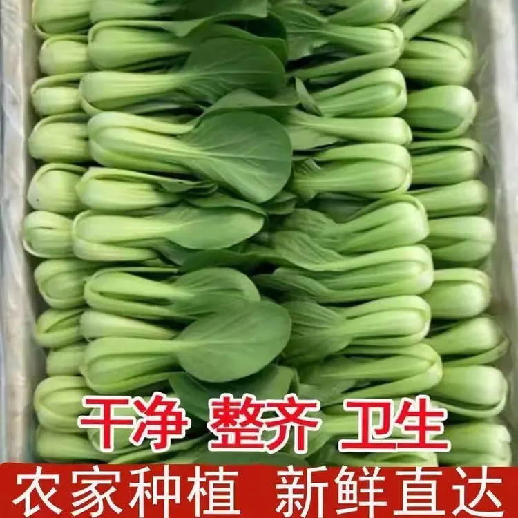 精品小颗【顺丰包邮】新鲜上海青小油菜鸡毛现摘农家小青菜瓢儿菜