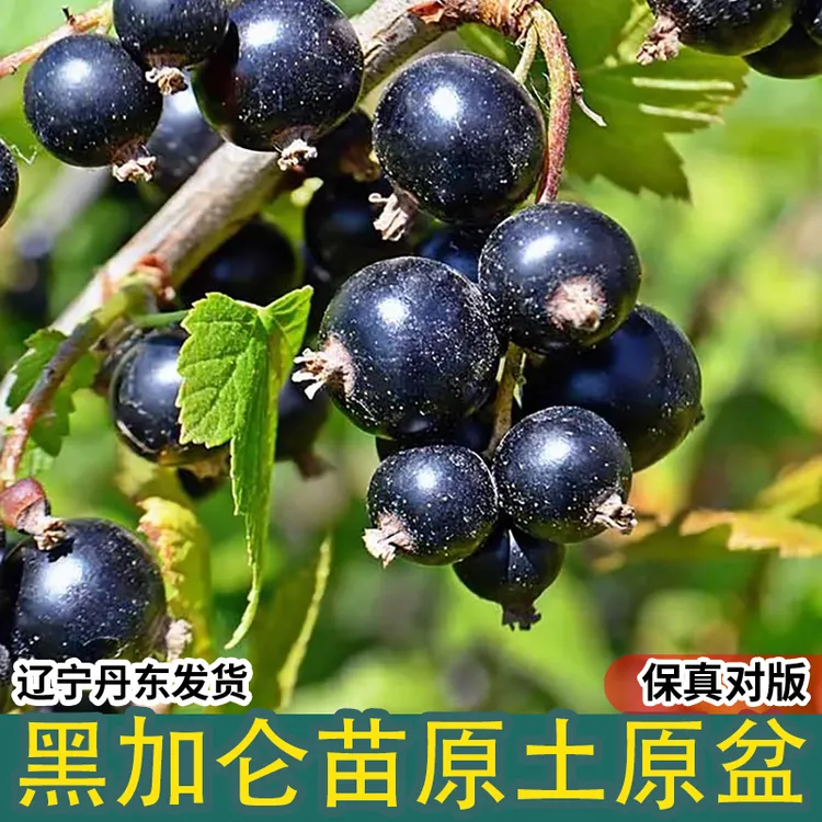 黑加仑果树苗紫莓黑加仑苗庭院盆栽阳台苗南北方种植当年蓝莓树苗