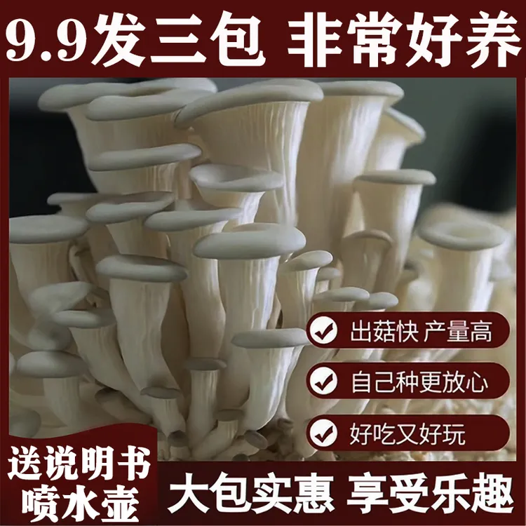 【买1发3】蘑菇菌包好养食用菌菌棒平菇种植包菌菇包菌种包喷水就长