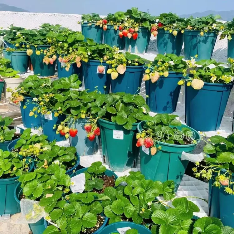 四季奶油草莓苗盆栽原土原盆南北方家庭均可种植