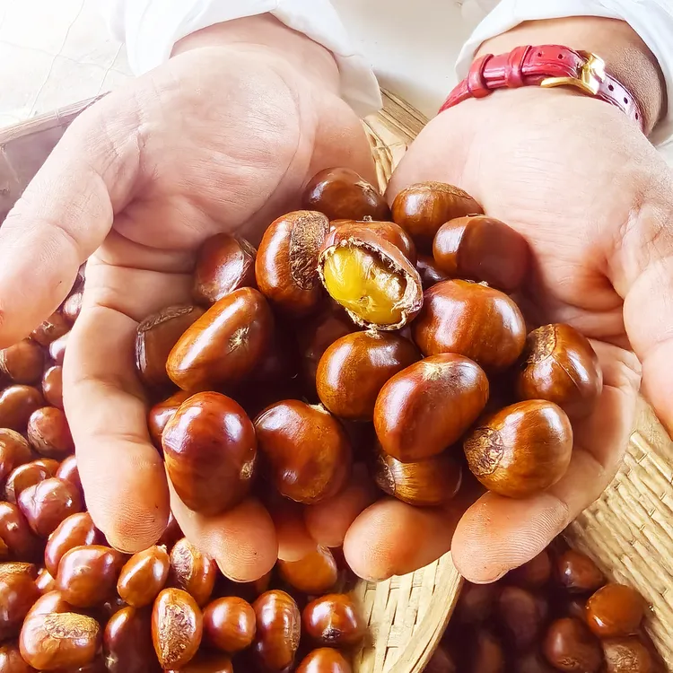 精选板栗山坡老品种新鲜糖炒饱满口感好