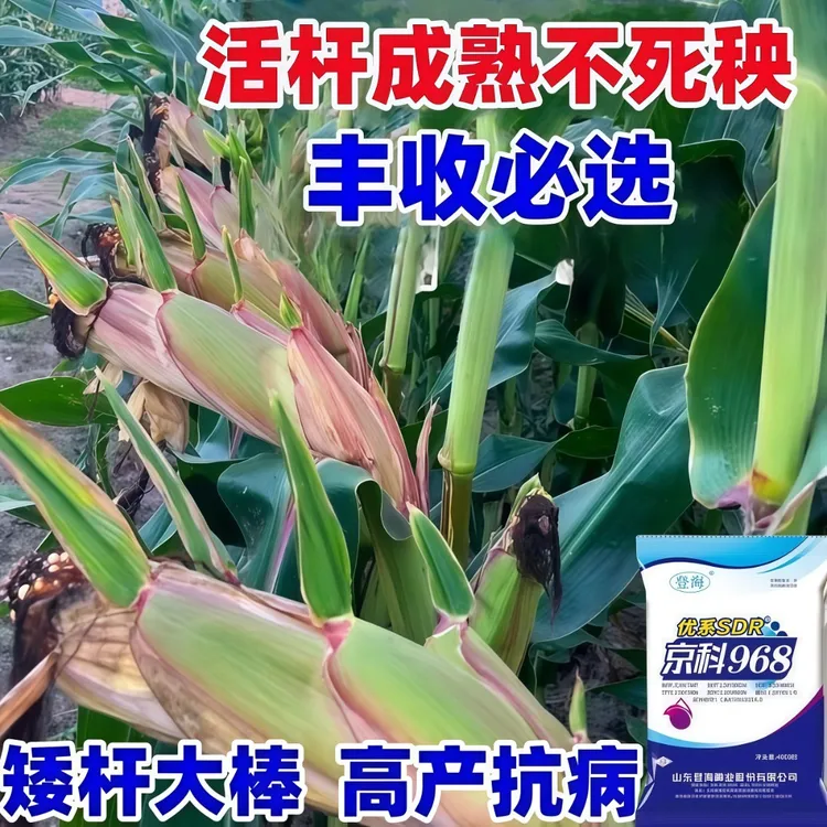 批发高产玉米种子矮杆大棒京科968提纯复壮活杆成熟高抗倒伏抗病