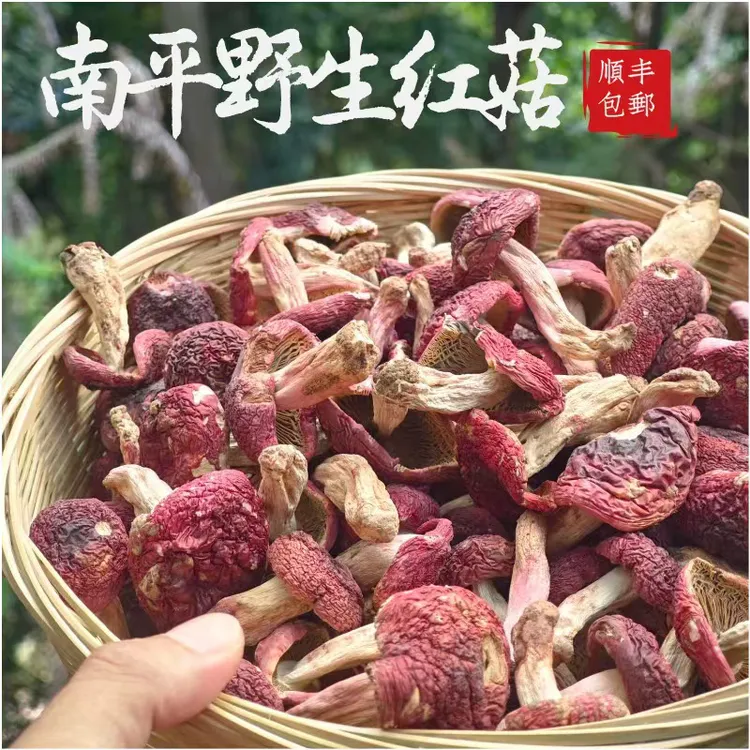 【南平野生红菇】福建南平红菇野生红蘑菇干货红菌不开煲汤滋补特产