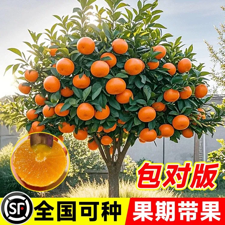 正宗爱媛28号 象山红美人爱媛38 甘平柑桔橘子苗嫁接桔子树苗带土