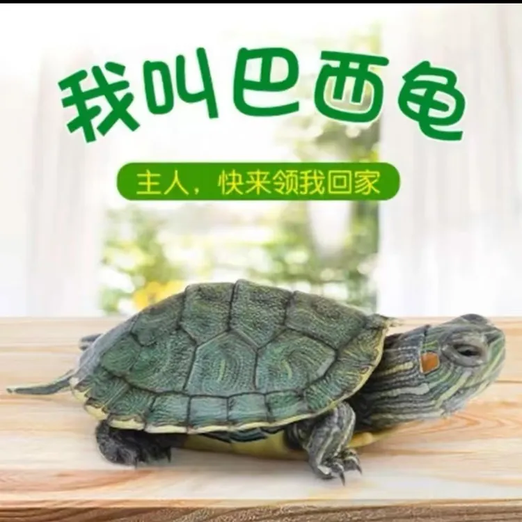 【包活送粮】外塘巴西龟小乌龟活物活体萌宠物观赏家养水龟家养龟