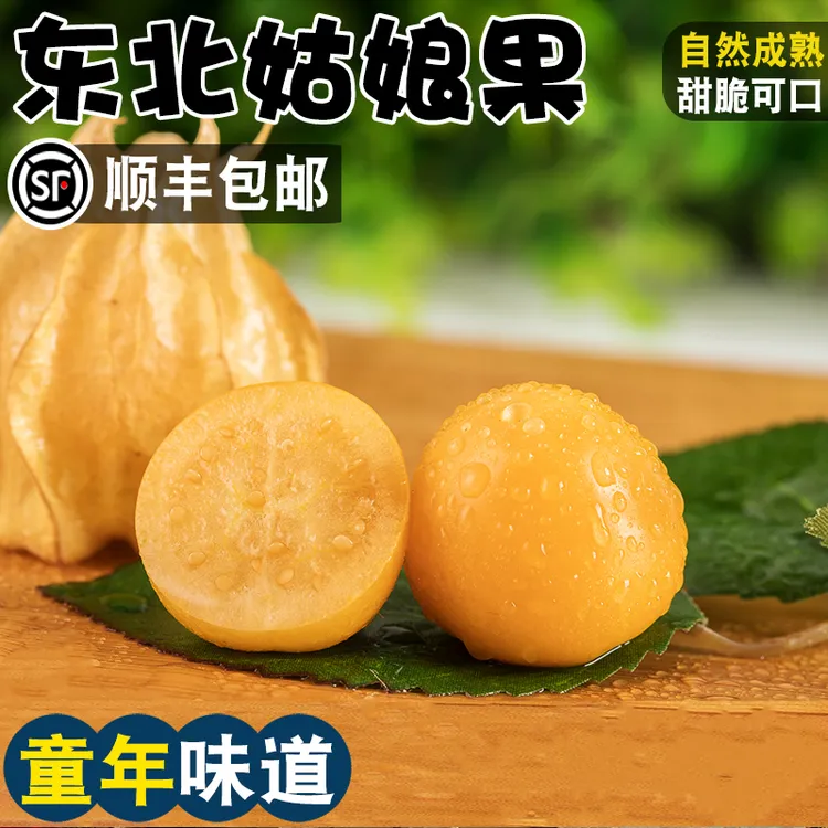 【现货速发】东北姑娘果新鲜大果特产水果灯笼果甜菇娘果顺丰