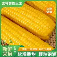 东北黑土地北纬41℃黄金糯玉米