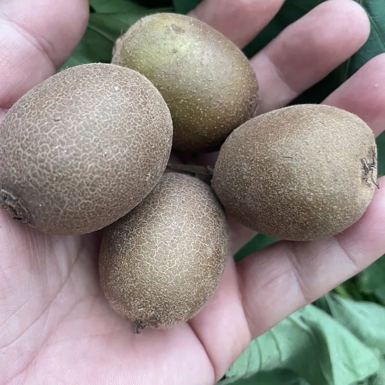 沂蒙山野生猕猴桃，个小味真！