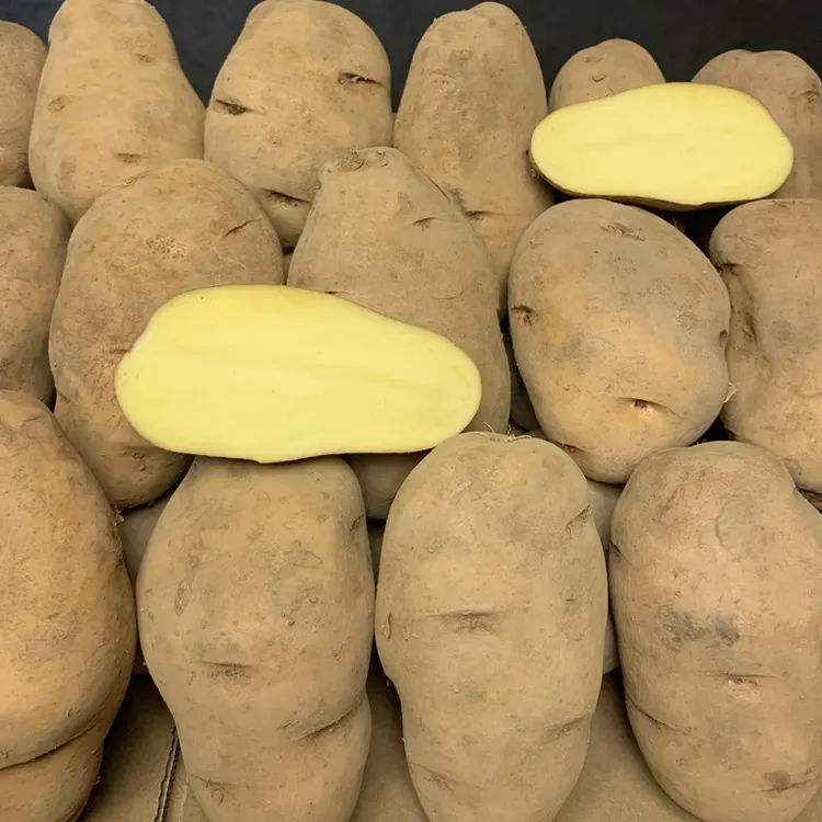 贵州威宁老品种黄皮黄心米拉洋芋土豆农家自种