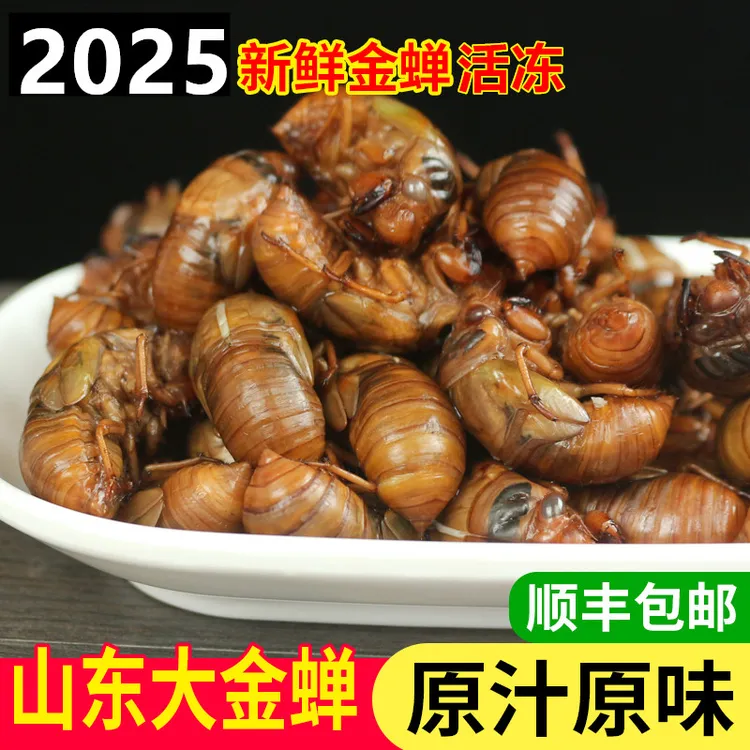 新鲜知了猴2025山东蝉爬叉猴结了鬼树林活体速冻源头发货顺丰京东