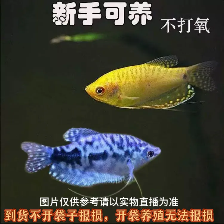 曼龙鱼热带观赏鱼黄曼龙蓝曼龙双色小型淡水鱼观赏鱼包邮送到家