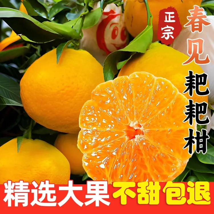 【年尾冲量】四川眉山春见耙耙柑当季热卖果园直发2-8斤整箱包邮