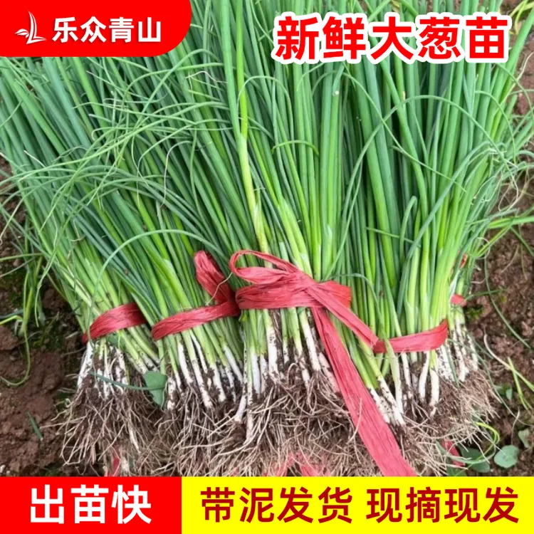 大葱苗山东铁杆大葱苗大葱秧苗葱栽子大葱种籽章丘大葱现挖现发