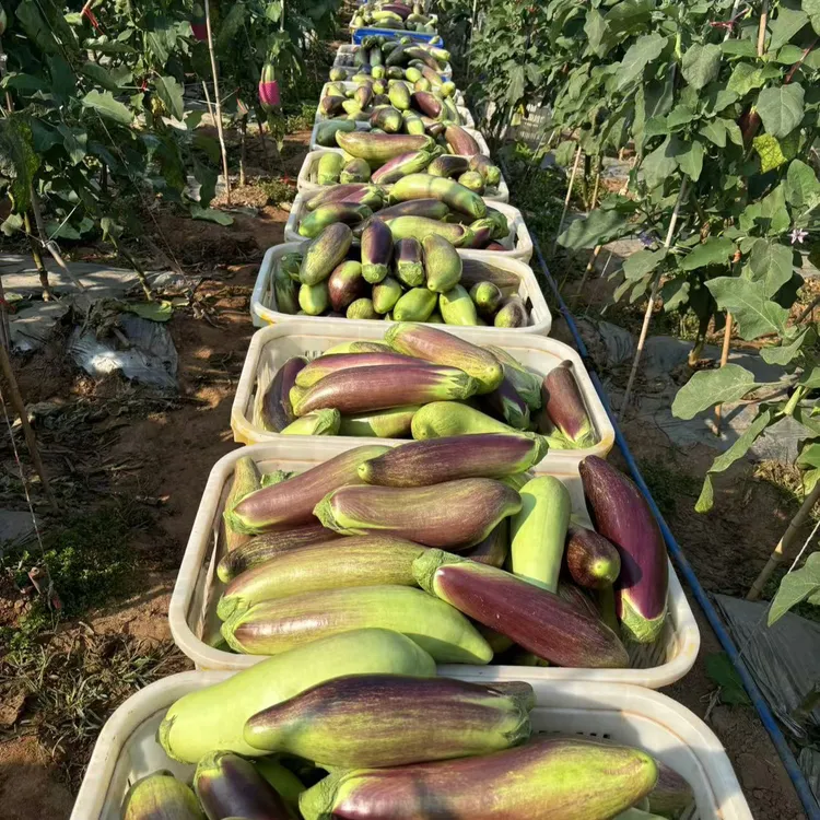 云南露天种植老品种糯茄，面包茄，冰川茄，竹丝茄