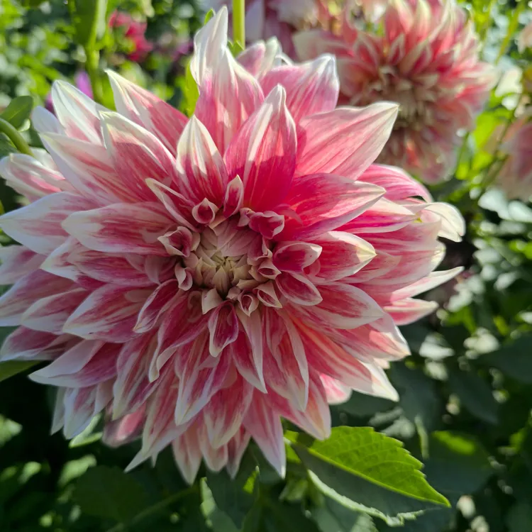 大丽花种球多年生球根植物四季可养室内庭院阳台花卉盆栽重瓣