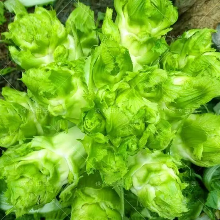 正宗四川特产嫩脆儿菜种子芽菜大头菜四季娃娃菜秋冬青菜榨菜种子