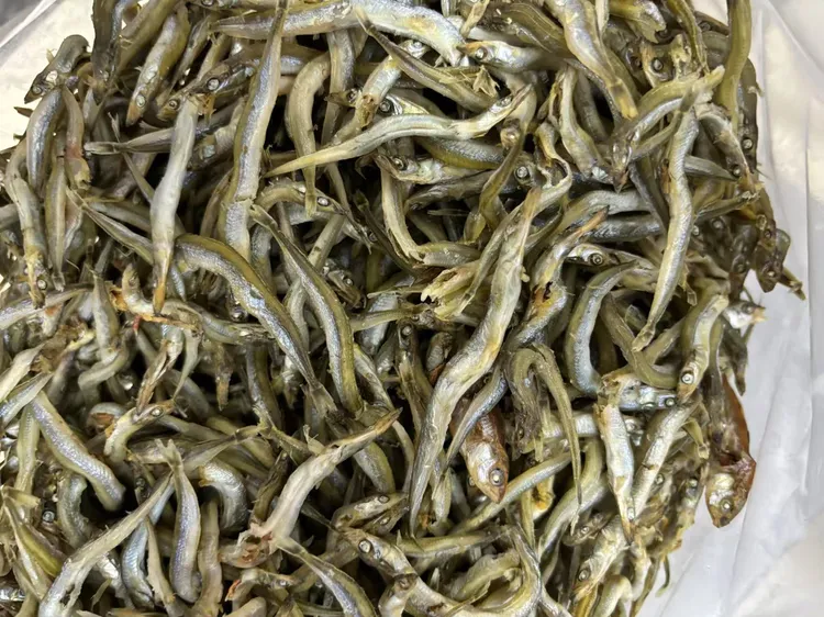 Z沙丁鱼又称尖嘴鱼油煎美味香甜