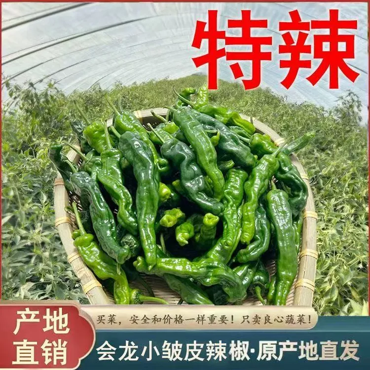 特辣辣椒小皱皮辣椒新鲜辣椒新鲜蔬菜农家现摘薄皮青椒