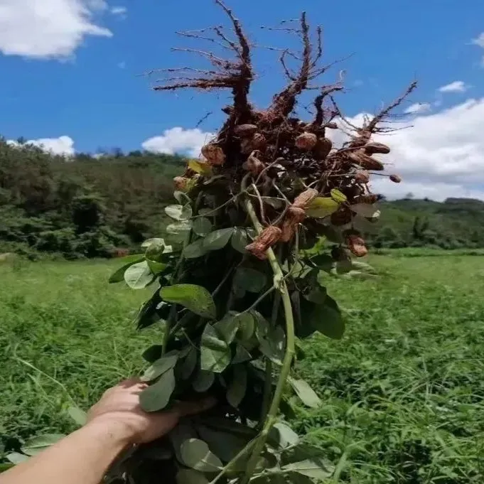 云南黑皮新鲜花生带壳带泥现挖现摘