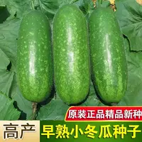  【满五包包邮】早绿小冬瓜种子四季高产粉皮迷你小冬瓜种子