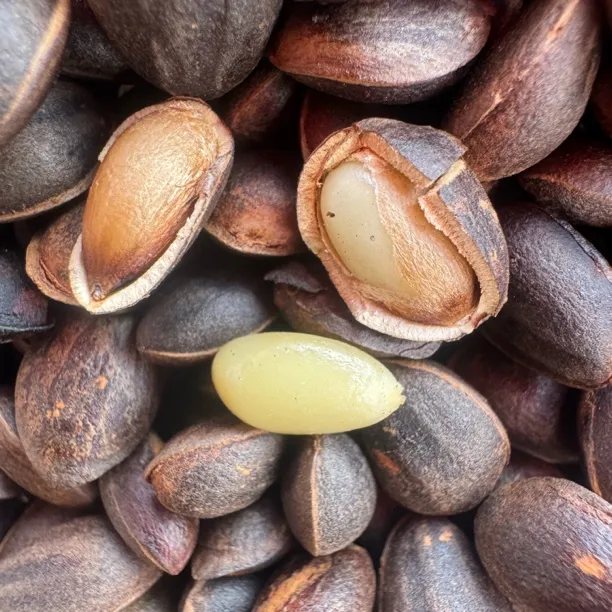 云南腾冲火烧松子熟松湿松新鲜食用农产品家乡味秋天美味去壳特产