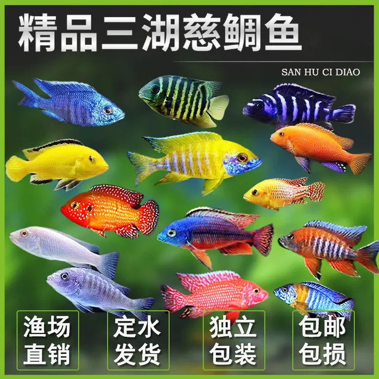 三湖慈鲷大马鲷自然发色多品种活体观赏鱼耐活易活热带淡水鱼