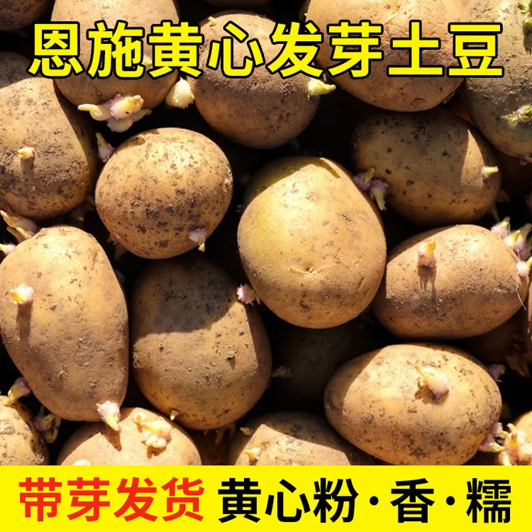 发芽土豆老品种恩施农家种植带芽秋黄心小士豆清香马铃薯洋芋批发