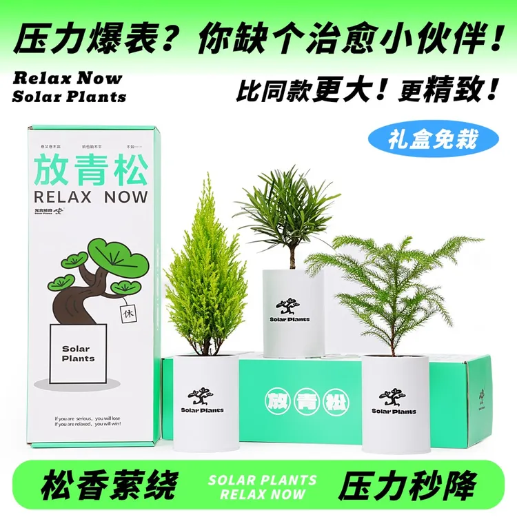 放青松绿植小盆栽放轻松情绪室内办公桌面绿植创意办公室新年礼物商品图