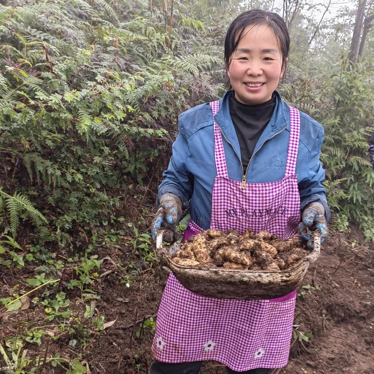 林下仿野生种植乌新鲜天麻云南昭通小草坝天麻