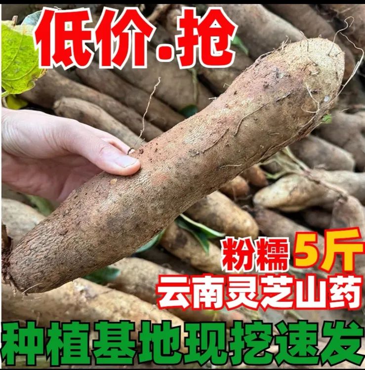 云南高山农家种植新鲜现挖灵芝天麻山药（带微泥）仔姜新鲜嫩姜
