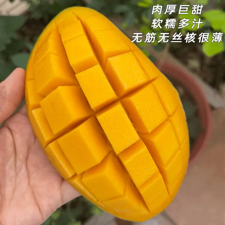广西金煌芒果大青芒新鲜水果应季水果 净重4.5/8斤