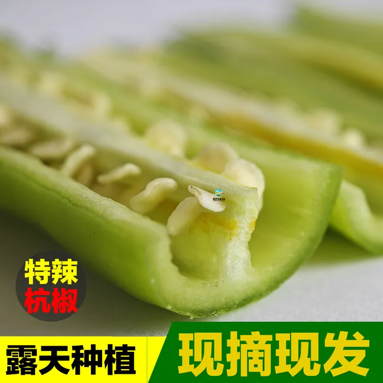 正宗杭椒青椒辣椒新鲜薄皮辣椒软香特辣应季现摘现发可腌制辣椒酱