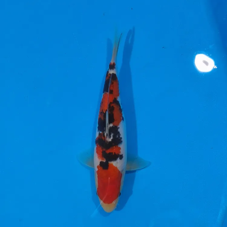 小锦润锦鲤（手术过，24cm大正）锦鲤观赏活体红白大正昭和