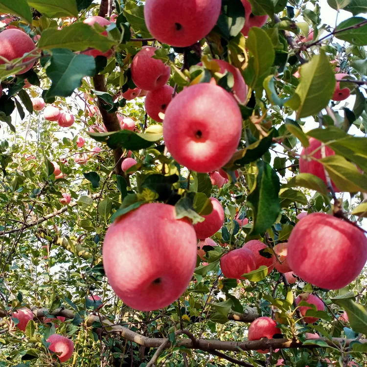 陕西洛川红富士苹果当季新鲜脆甜多汁产地直发包邮
