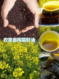 【顺丰包邮】农家黑菜籽物理压榨干净无杂质醇香菜籽油家庭炒菜优选
