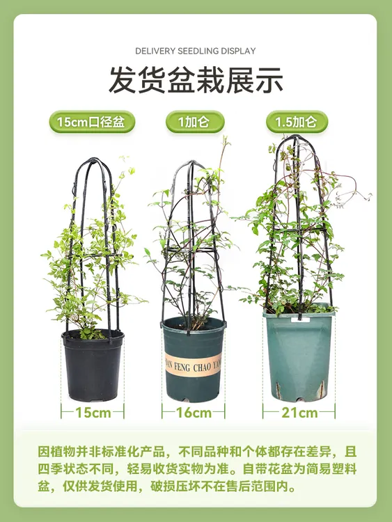 萌木园艺铁线莲大苗带花苞乌托邦倒影盆栽啤酒爬藤植物花苗