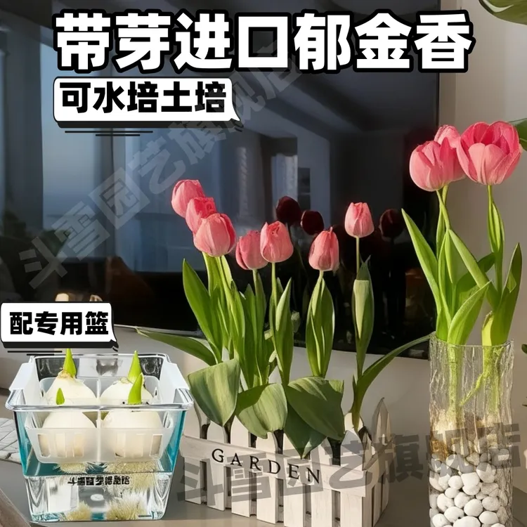 水培郁金香种球耐寒五度球荷兰进口土培水培盆栽种子水培植物阳台