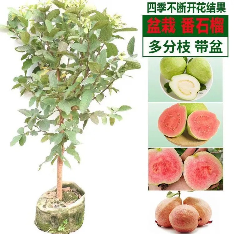 正宗嫁接红心胭脂红番石榴树果苗南方庭院种植果树苗