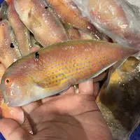 【冰瞳专属】海门本港赤壳马头鱼 鹦哥鱼 鹦鹉鱼