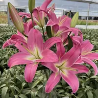 【竞争】东北鲜花基地直发顺丰包邮办公室简单点缀鲜花