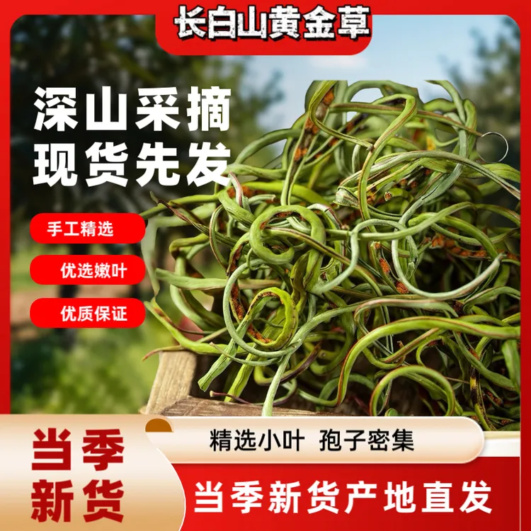 长白山关东茶长白山黄金草石头茶手工采摘50克长白山嗷嗷精茶全母