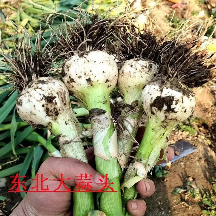 【腌制糖醋蒜专用】东北新蒜新鲜蒜白皮大蒜头现挖现发嫩蒜五斤