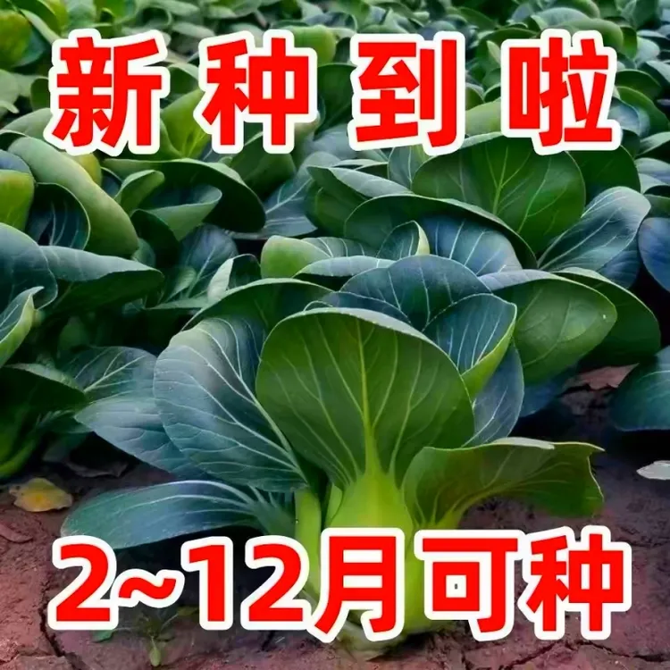 苏州青种子油菜种籽黑美人青梗菜菜籽大棵小青菜蔬菜孑上海青