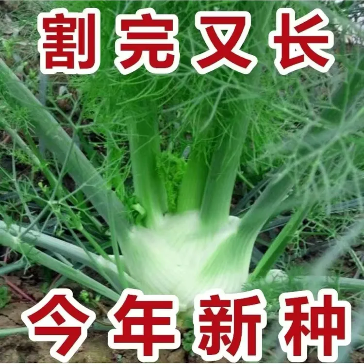 【L】【L】球茎茴香种子家庭阳台小院盆栽地栽四季种植商品图