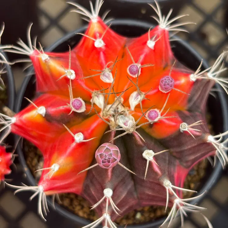 光辉牡丹菲牡丹七彩牡丹真锦实生开花株仙人球