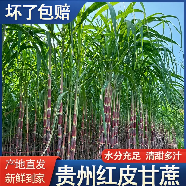贵州新鲜红皮甘蔗脆甜清甜多汁精选中段甘蔗当季水果种植现砍现发